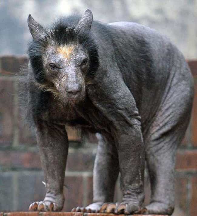 This Female Bear Suffered A Case Of Sudden Hair Loss At A Zoo In Germany