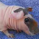Genetically Modified Hairless Guinea Pigs Are Sometimes Called "Skinny Pigs" on Random Animals That Look Way More Terrifying When They're Hairless