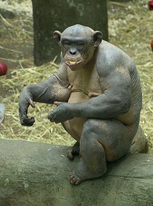 Cinder | Cinder - the Naked Chimp St. Louis Zoo, June 