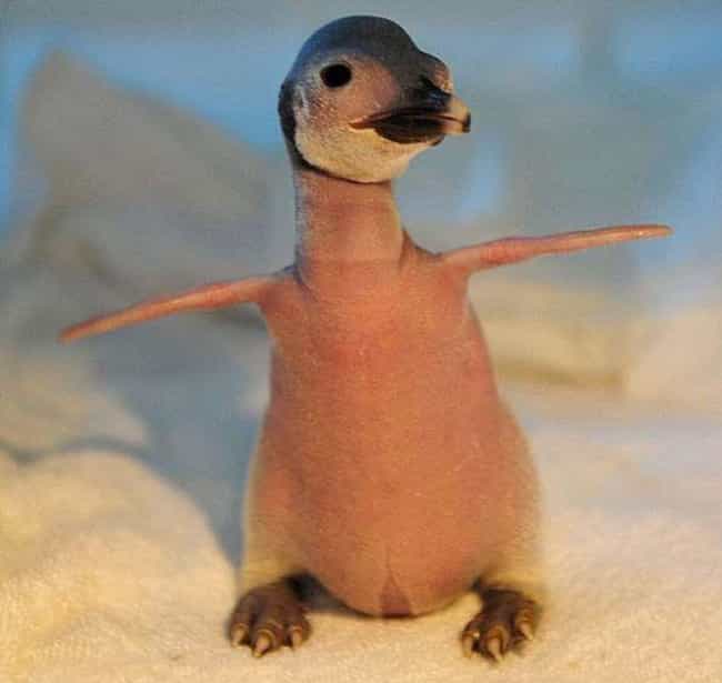This Bald Baby Penguin Had To Be Given Extra Nutrients To Help His Feathers Bloom