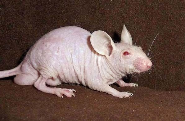 Random Animals That Look Way More Terrifying When They're Hairless