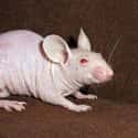 Hairless Lab Rats Are Used To Research Immune And Kidney Diseases on Random Animals That Look Way More Terrifying When They're Hairless