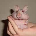 Syrian Hamsters Have A Rare Genetic Gene That Can Result In Hairlessness on Random Animals That Look Way More Terrifying When They're Hairless