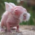 This Hairless Rabbit, Born In 2009, Eventually Grew Fur As He Got Older on Random Animals That Look Way More Terrifying When They're Hairless