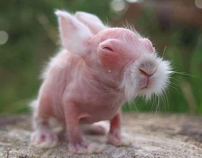 This Hairless Rabbit, Born In 2009, Eventually Grew Fur As He Got Older