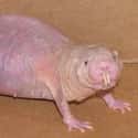 This Hairless Rodent Is A Naked Rat Mole, AKA "Sand Puppy" or "Desert Mole Rat" on Random Animals That Look Way More Terrifying When They're Hairless