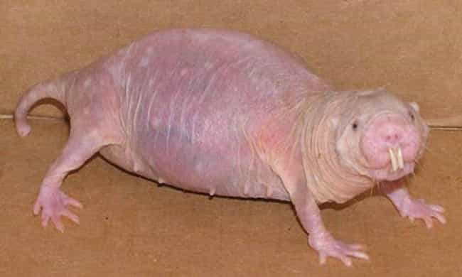 This Hairless Rodent Is A Naked Rat Mole, AKA "Sand Puppy" or "Desert Mole Rat"