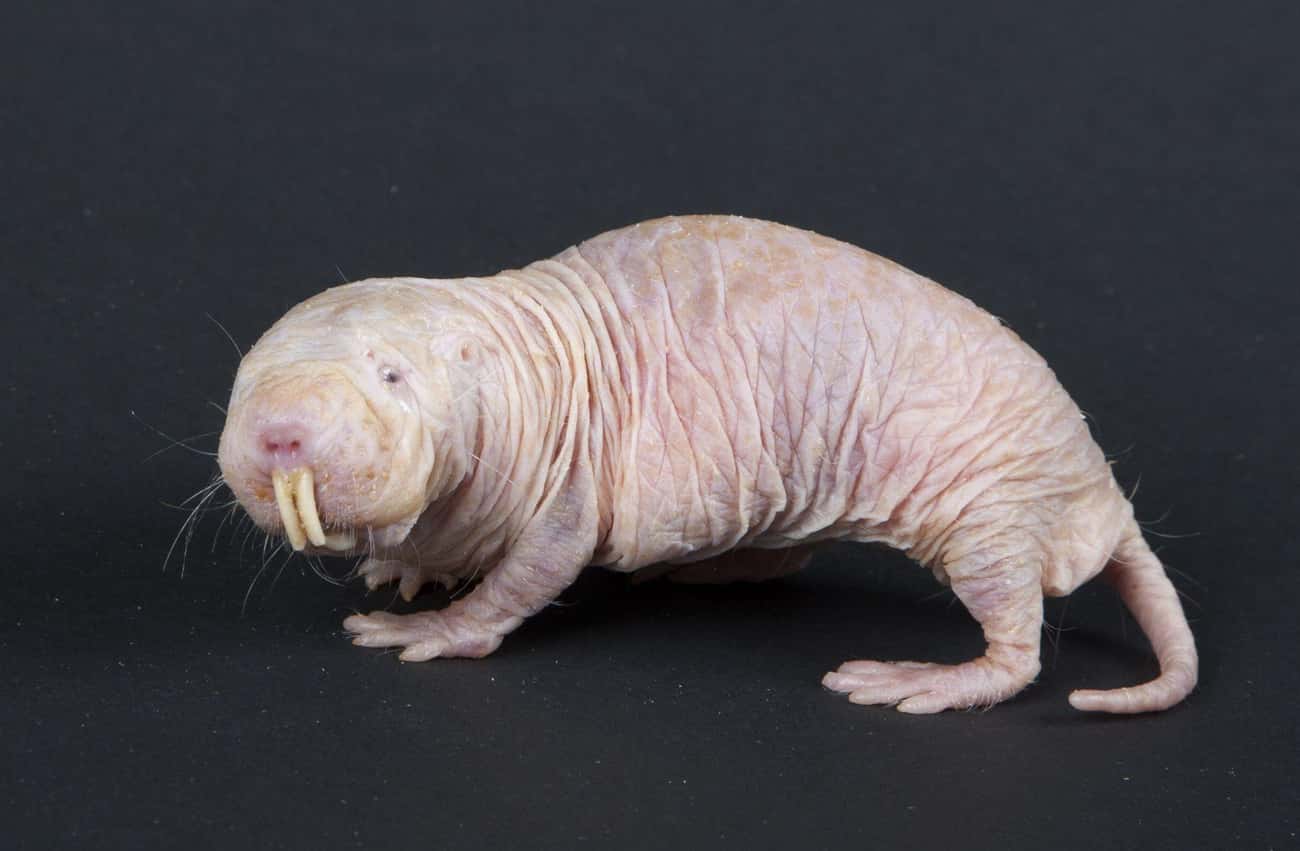 This Hairless Rodent Is A Naked Mole-Rat
