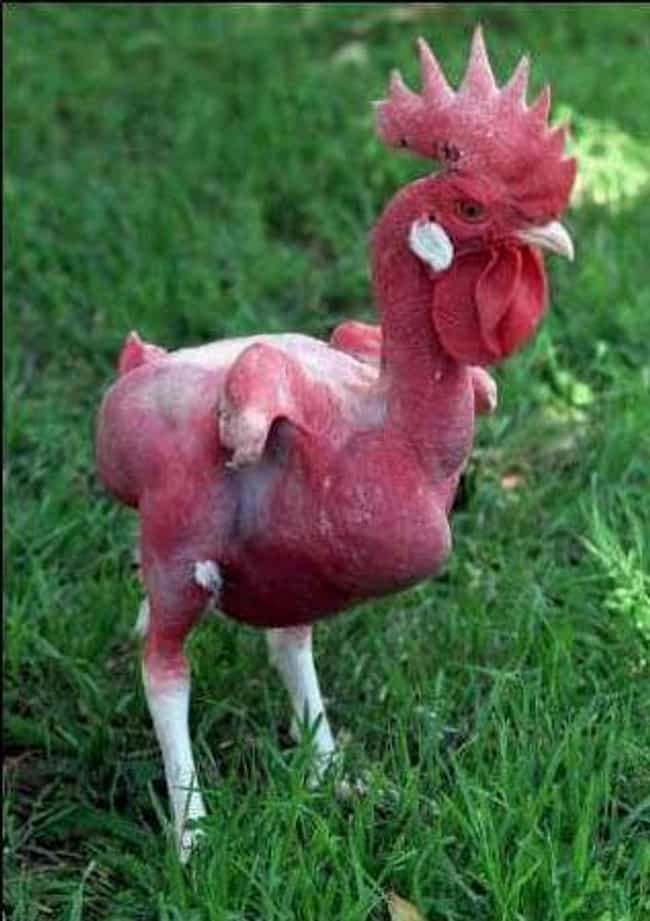 Researchers In Israel Have Found Ways To Selectively Breed Featherless Chickens
