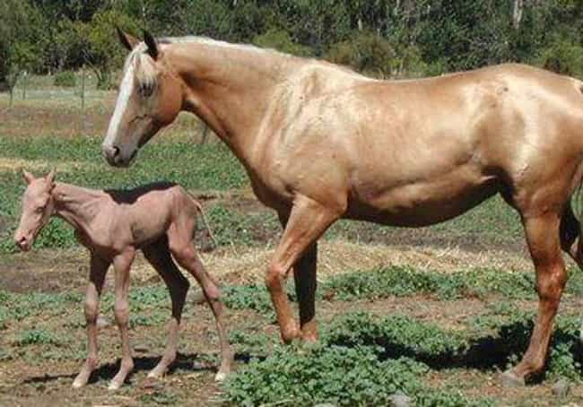 No One Is Quite Sure What Causes Some Horses To Be Hairless