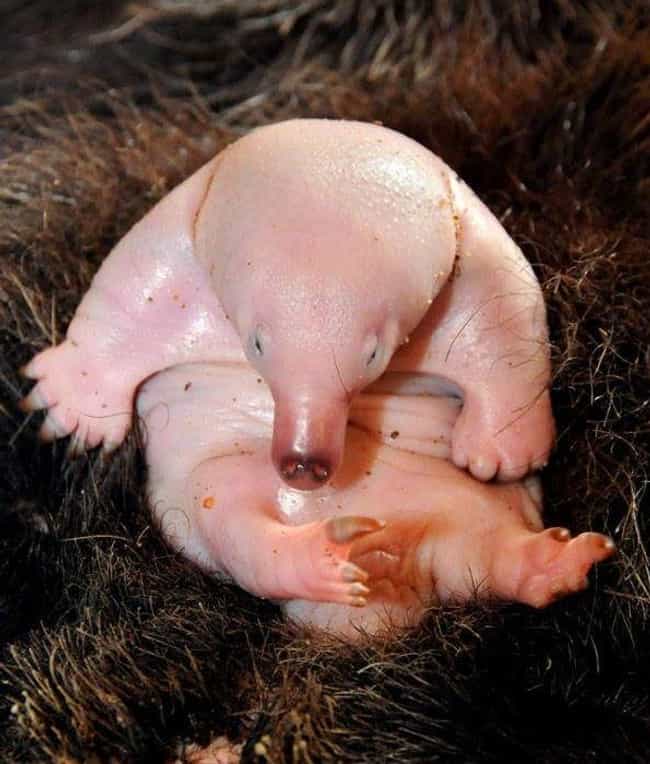 This Baby Echidna Is One Of Only 24 Ever Bred In Captivity