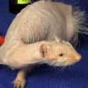 Hair Loss Caused By Alopecia Is Common But Curable In Ferrets on Random Animals That Look Way More Terrifying When They're Hairless