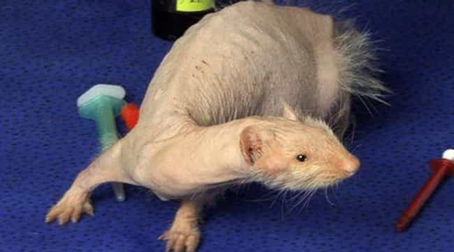 Hair Loss Caused By Alopecia Is Common But Curable In Ferrets