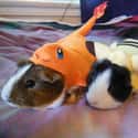 PokePigs on Random Adorable Pets Cleverly Dressed as Pokemon