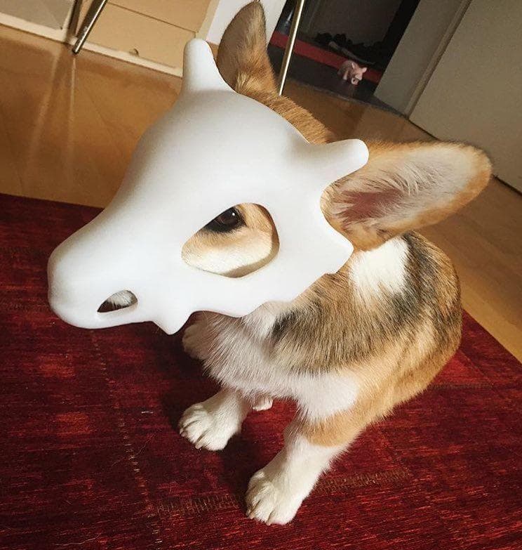 Cute Cubone Cosplay on Random Adorable Pets Cleverly Dressed as Pokemon