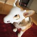 Cute Cubone Cosplay on Random Adorable Pets Cleverly Dressed as Pokemon