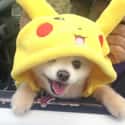 Pomeranian Pikachu on Random Adorable Pets Cleverly Dressed as Pokemon