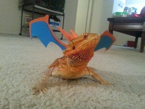 Charizard, Minus the Fire Tail on Random Adorable Pets Cleverly Dressed as Pokemon