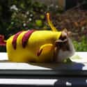 PikachuPig on Random Adorable Pets Cleverly Dressed as Pokemon