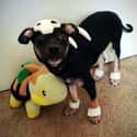 Ain't Nothin' but a Houndour on Random Adorable Pets Cleverly Dressed as Pokemon
