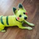 Painted Pikachu on Random Adorable Pets Cleverly Dressed as Pokemon