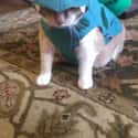Meowbasaur on Random Adorable Pets Cleverly Dressed as Pokemon