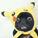 Pugachu on Random Adorable Pets Cleverly Dressed as Pokemon