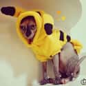 Pikasphynx on Random Adorable Pets Cleverly Dressed as Pokemon