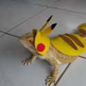 Pikalizard on Random Adorable Pets Cleverly Dressed as Pokemon