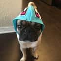 Squirtlepug on Random Adorable Pets Cleverly Dressed as Pokemon