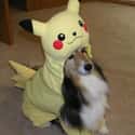 PikaLassie on Random Adorable Pets Cleverly Dressed as Pokemon