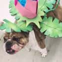 Ivysaur Doggy on Random Adorable Pets Cleverly Dressed as Pokemon