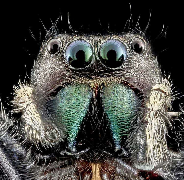Eight strange but true spider facts