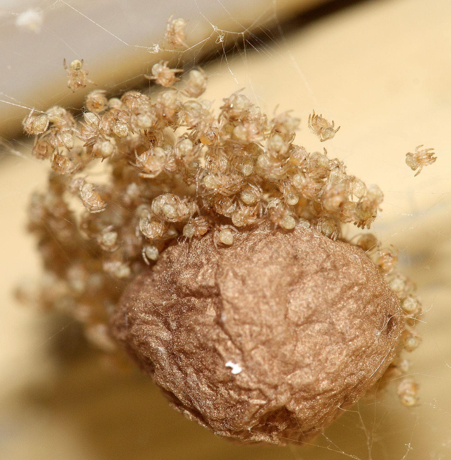 13 Disturbing Spider Facts That Will Make You More Scared of Them