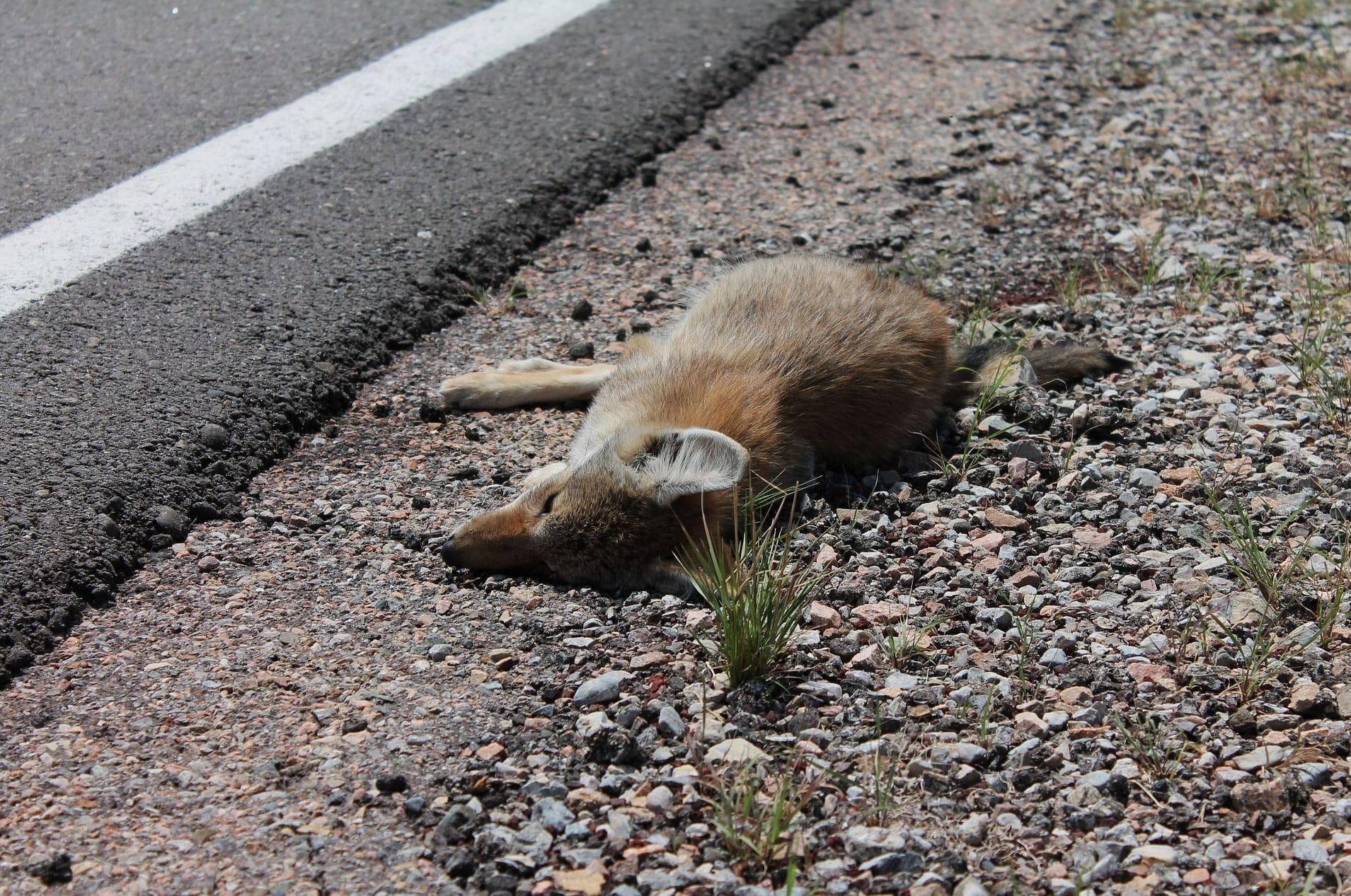 Уничтоженные животные. Вымирание флоры и фауны. Лесные пожары в австралии коалы. Обгоревшие животные в сибири. Уничтоженные животные.