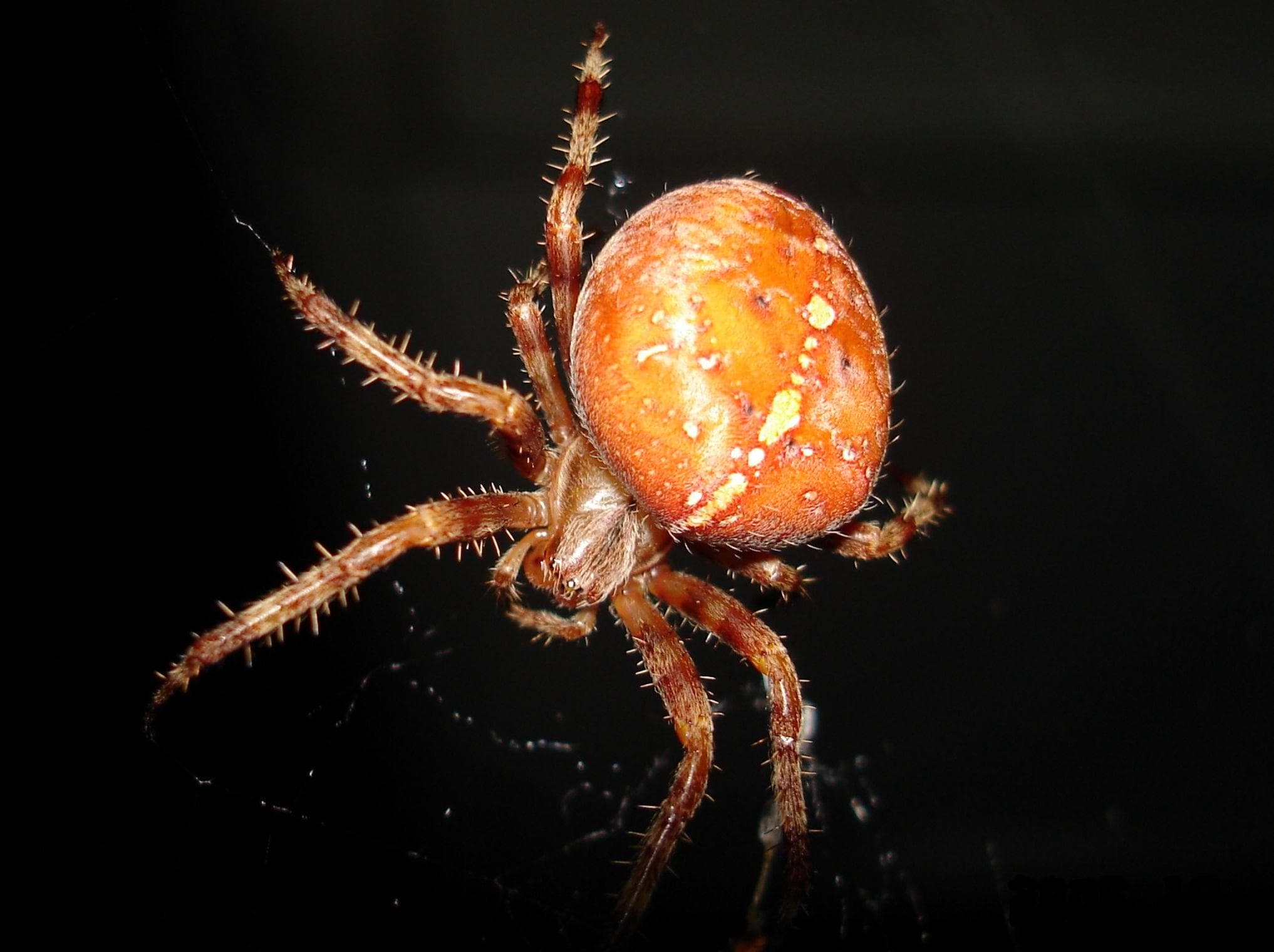 13 Disturbing Spider Facts That Will Make You More Scared of Them