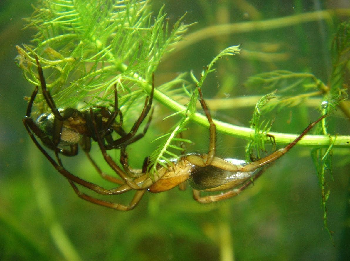Ареал паука серебрянки. Паук серебрянка argyroneta aquatica. Argyroneta aquatica – паук-серебрянка. Паук живущий в воде. Паук живущий в воде.