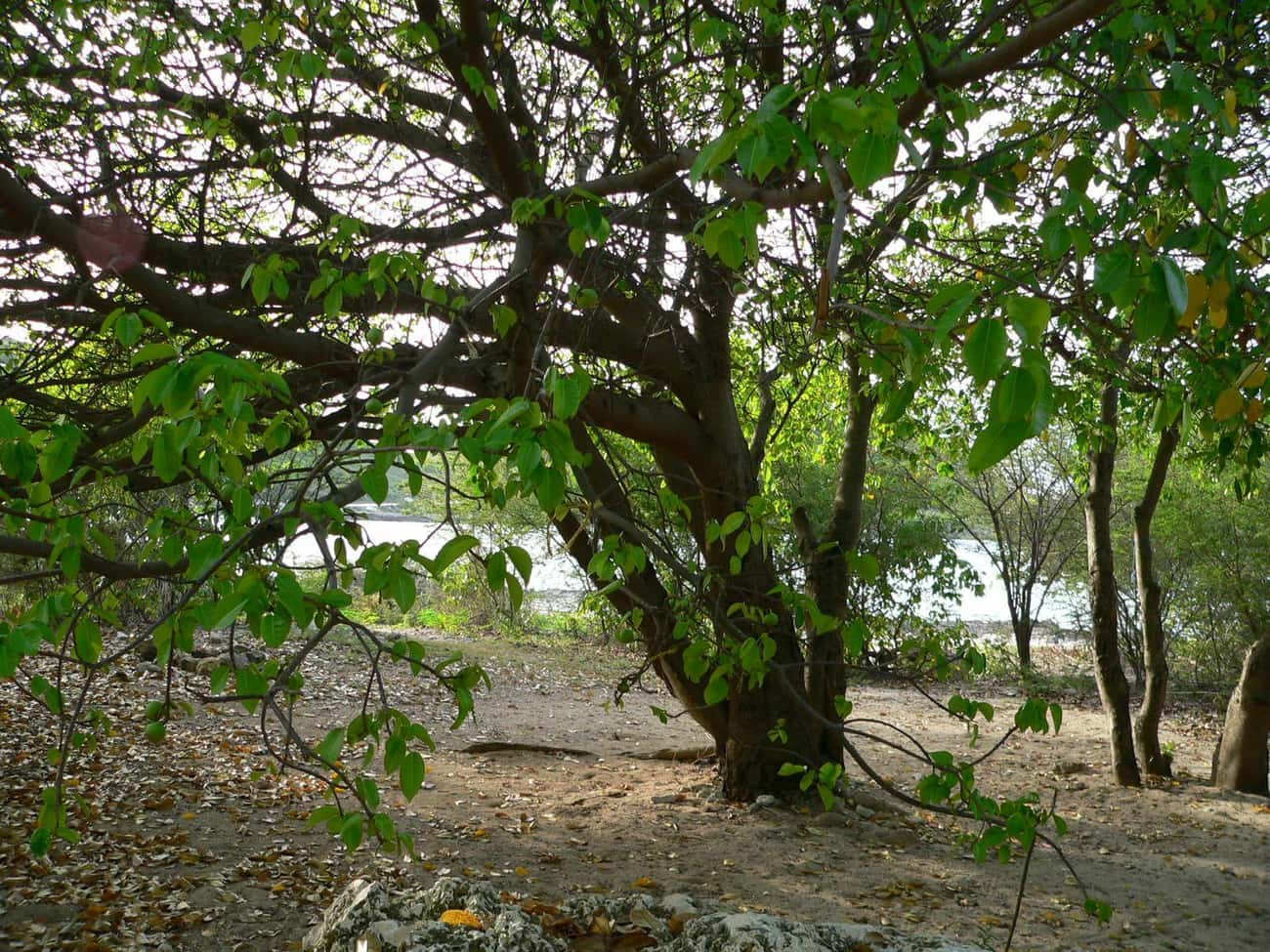 The Manchineel Tree Can Cause Death Just By Standing Near It