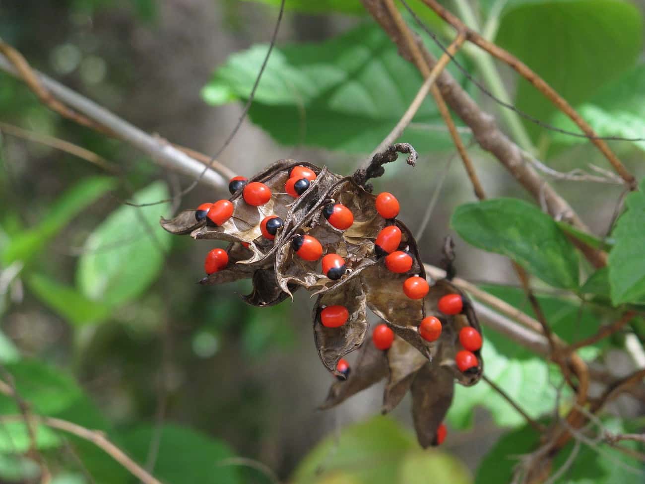 The Rosary Pea Is The Nightmare Of Jewelers Worldwide