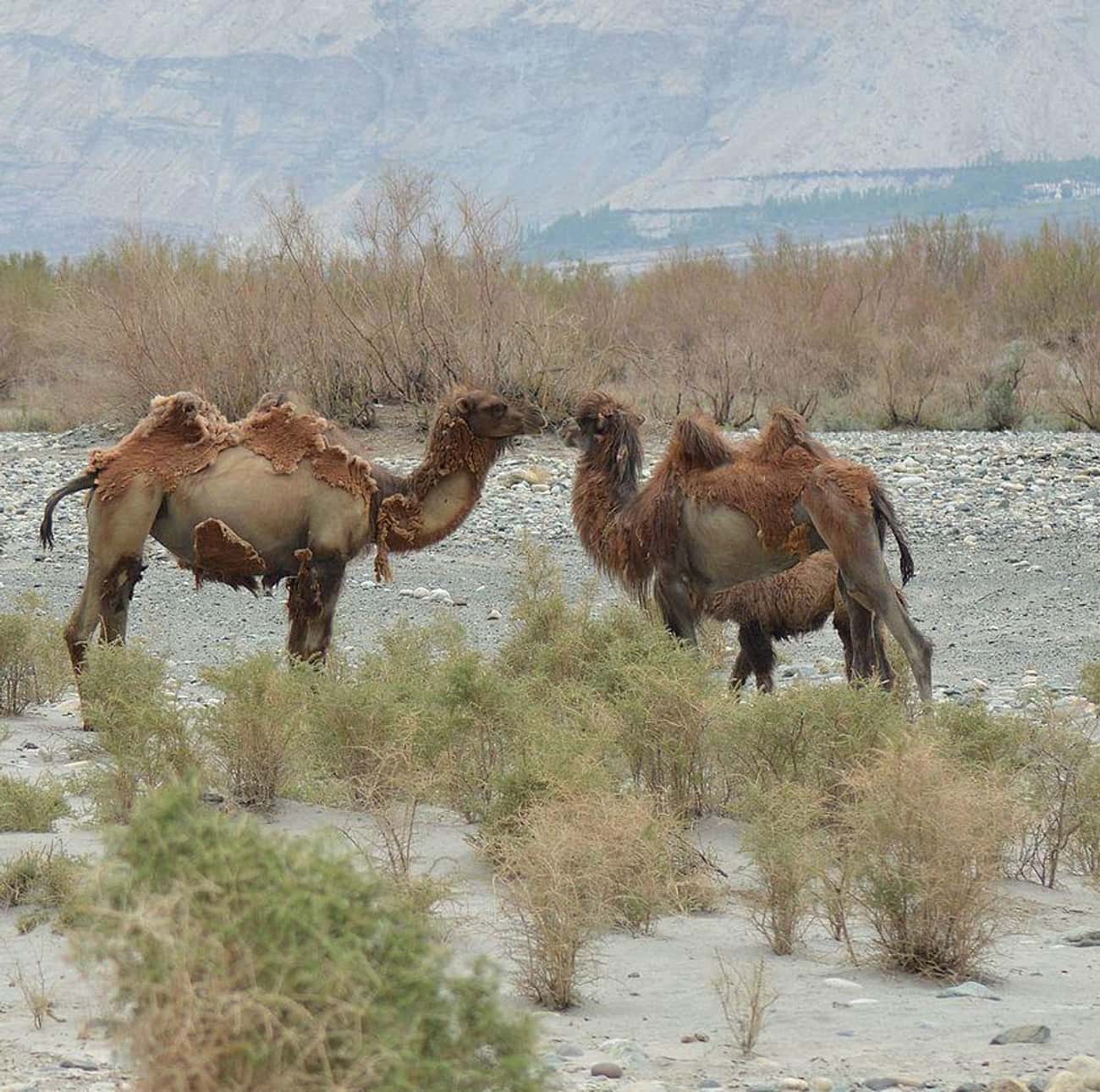 There Might&#39;ve Been More Wild Camels Than Horses