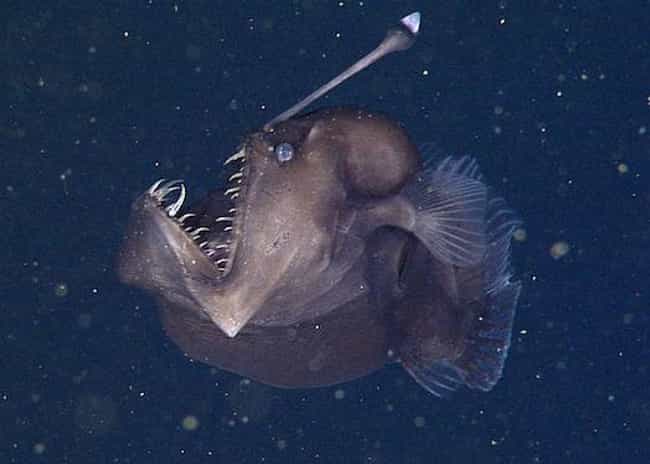 when-mating-male-angler-fish-dissolve-into-testes-photo-u1