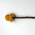 Forget Toilet Paper; They Had Sponge On A Stick on Random Disgusting Details Of Every Day Life In Ancient Rome