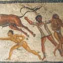 Thousands Of Animals And Gladiators Perished In Games on Random Disgusting Details Of Every Day Life In Ancient Rome