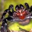 Australian Funnel-Web Spider on Random Most Poisonous Animals In World