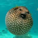 Puffer Fish on Random Most Poisonous Animals In World
