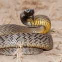 Inland Taipan on Random Most Poisonous Animals In World