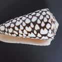 Marbled Cone Snail on Random Most Poisonous Animals In World