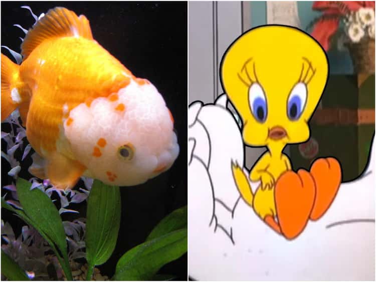 17 Sea Creatures That Totally Look Like Cartoon Characters