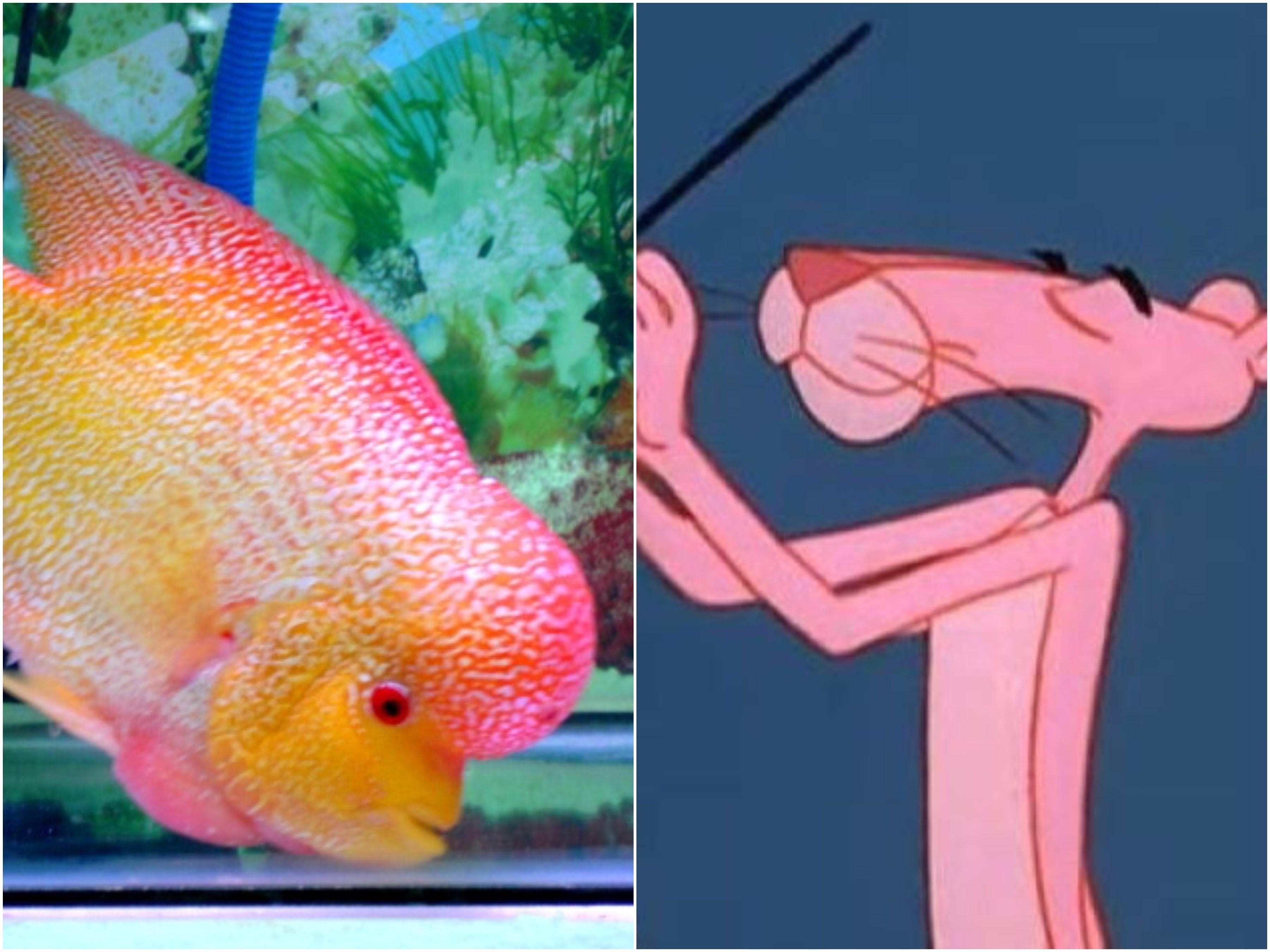 17 Sea Creatures That Totally Look Like Cartoon Characters