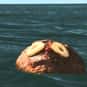 Rum Ham! is listed (or ranked) 12 on the list The Funniest Running Jokes on It's Always Sunny